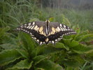 蝶の写真